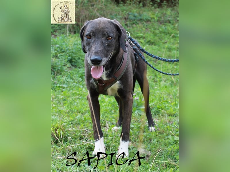 Bewegende Geschichte von Sapica und Macan