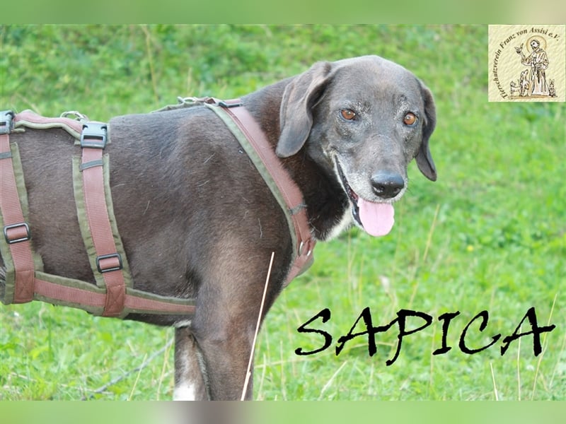 Bewegende Geschichte von Sapica und Macan