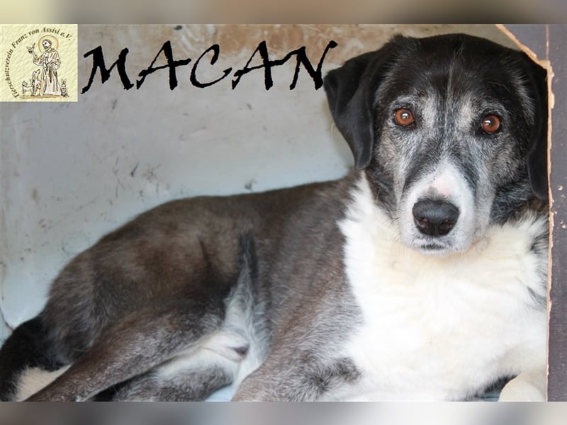 Bewegende Geschichte von Sapica und Macan