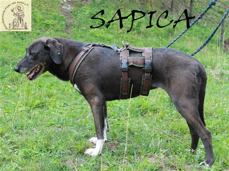 Bewegende Geschichte von Sapica und Macan