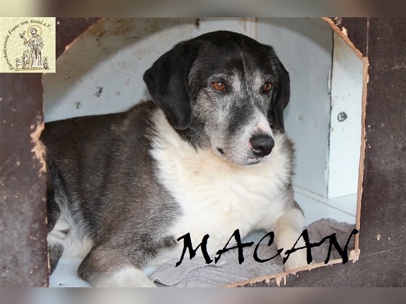Bewegende Geschichte von Sapica und Macan