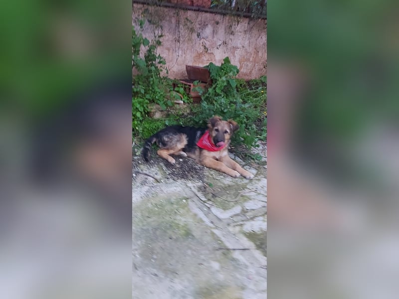 Dora
