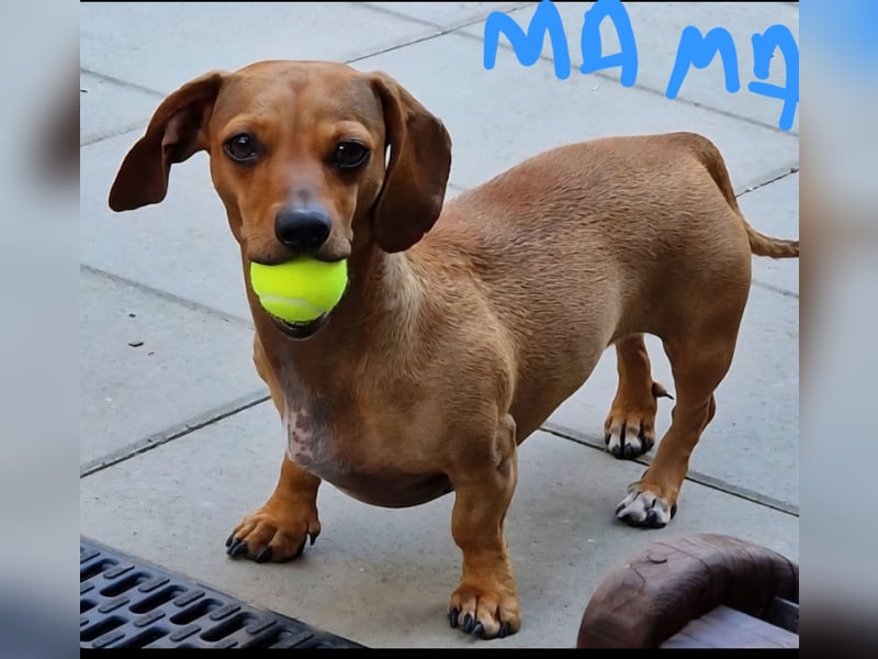 Chiweenie Welpen