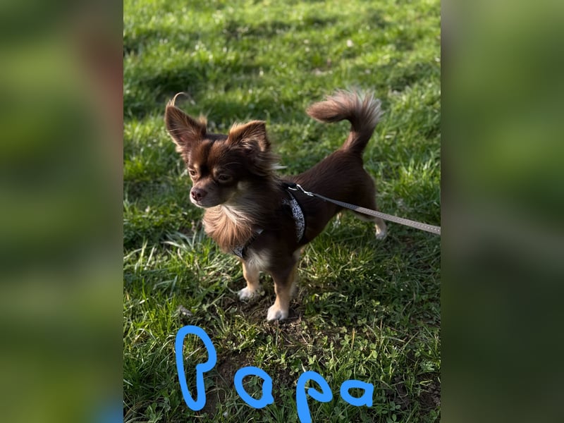 Chiweenie Welpen