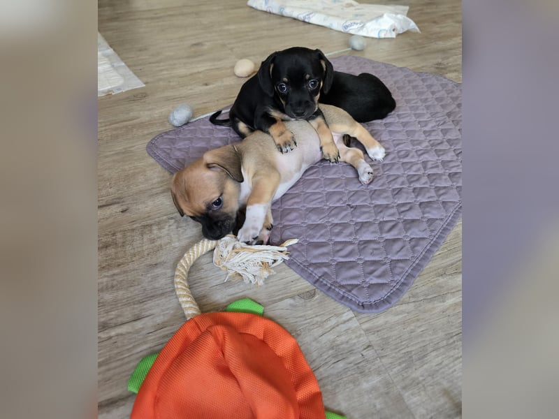 Chiweenie Welpen