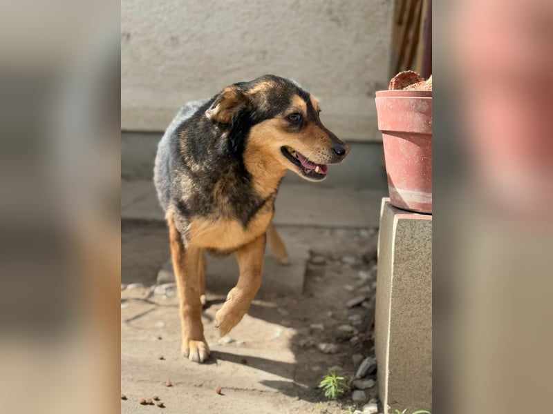 Gigi - anhängliche Kuschelmaus sucht Herzensmenschen