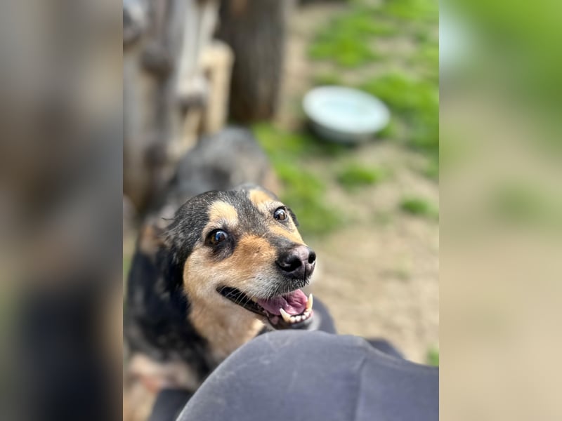 Gigi - anhängliche Kuschelmaus sucht Herzensmenschen