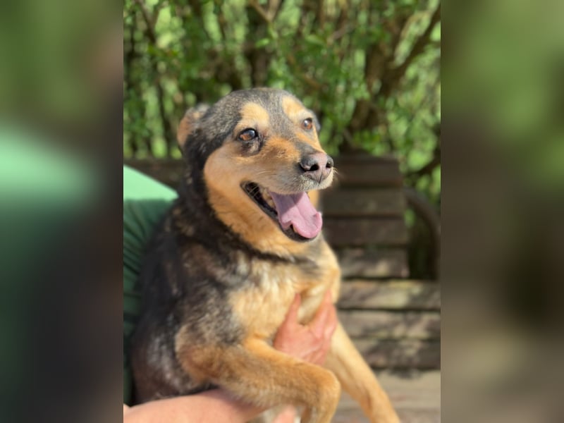 Gigi - anhängliche Kuschelmaus sucht Herzensmenschen