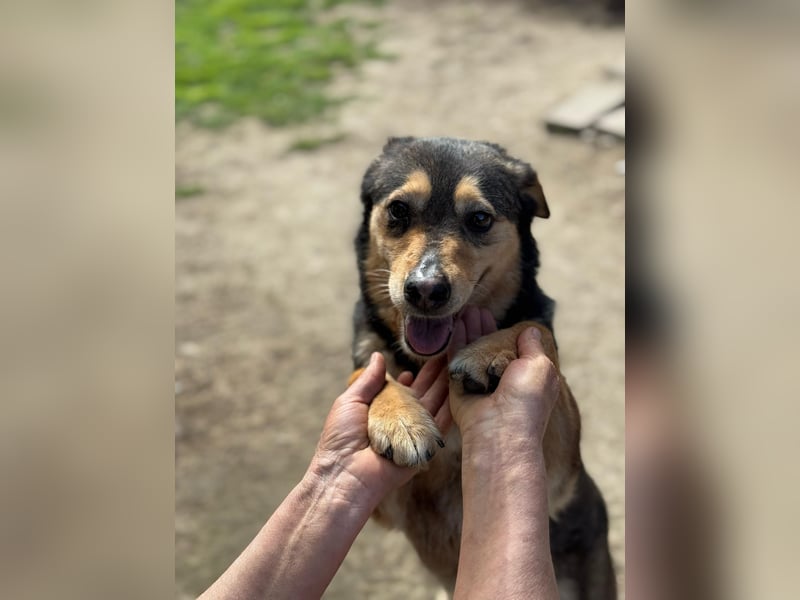 Gigi - anhängliche Kuschelmaus sucht Herzensmenschen