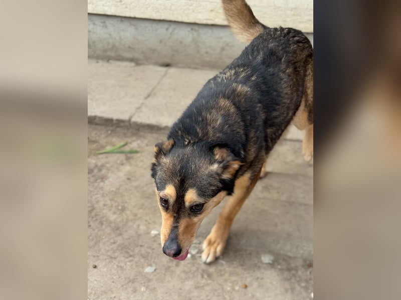 Gigi - anhängliche Kuschelmaus sucht Herzensmenschen