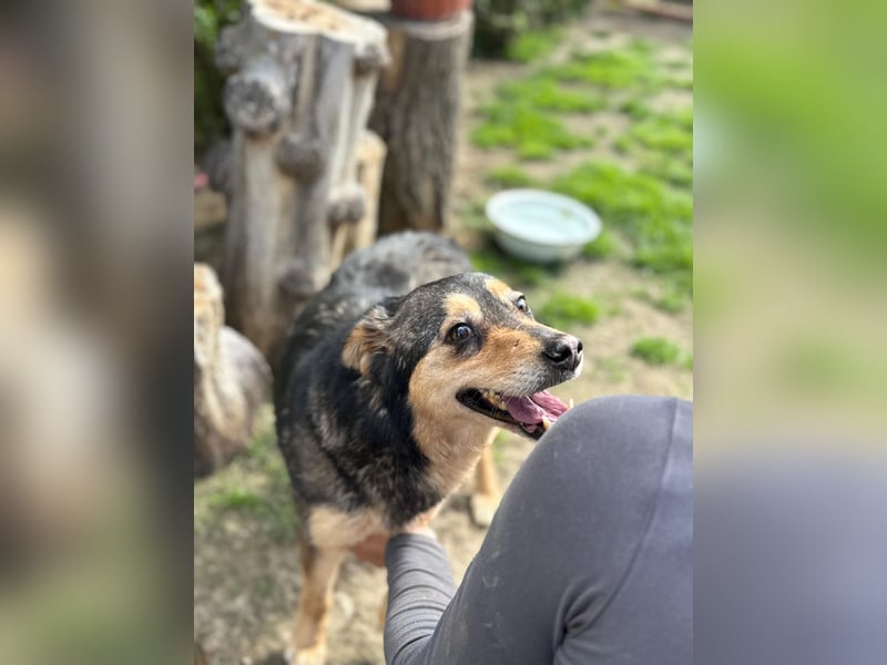 Gigi - anhängliche Kuschelmaus sucht Herzensmenschen