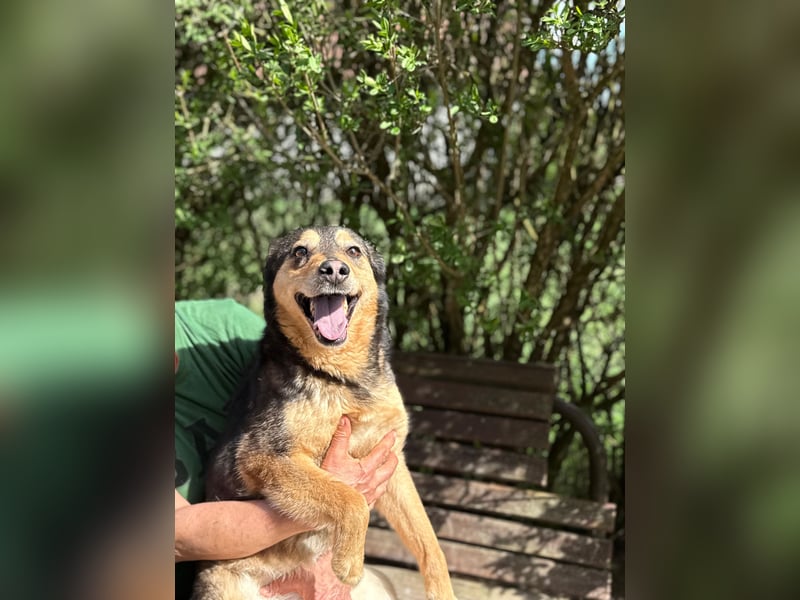 Gigi - anhängliche Kuschelmaus sucht Herzensmenschen