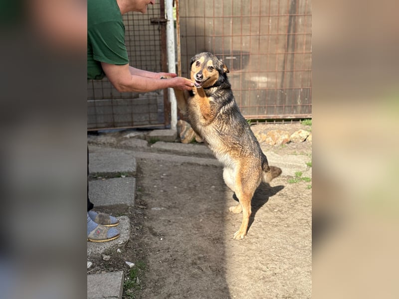 Gigi - anhängliche Kuschelmaus sucht Herzensmenschen