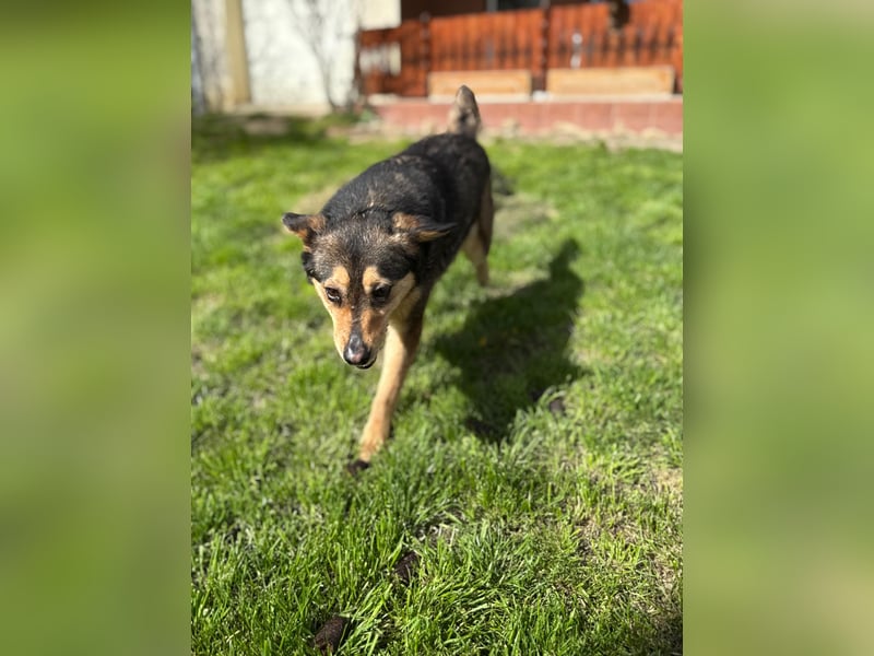Gigi - anhängliche Kuschelmaus sucht Herzensmenschen