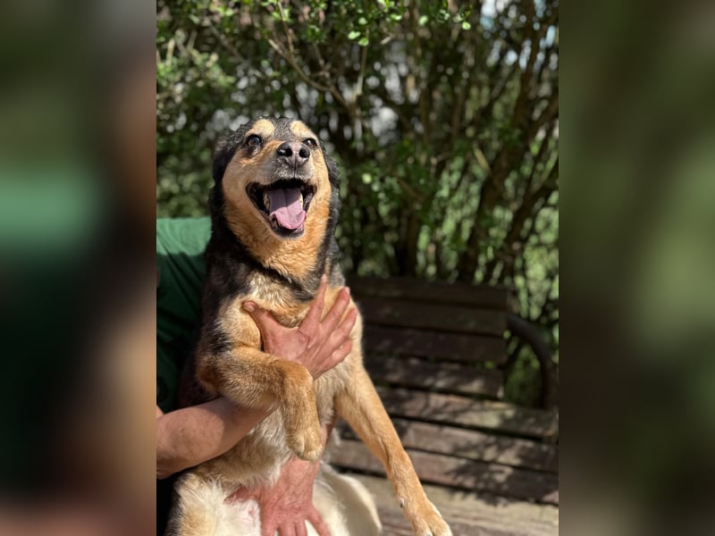 Gigi - anhängliche Kuschelmaus sucht Herzensmenschen
