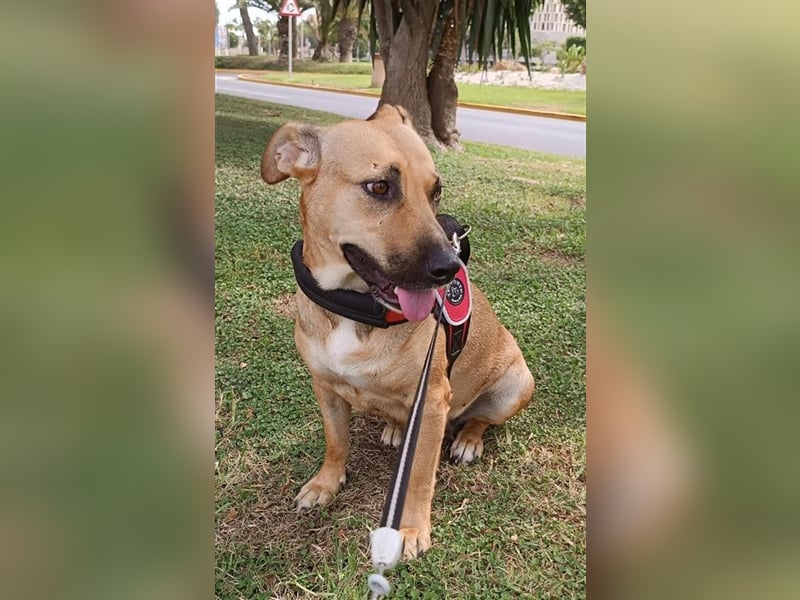 Lila (in Spanien) sucht einfühlsame Menschen