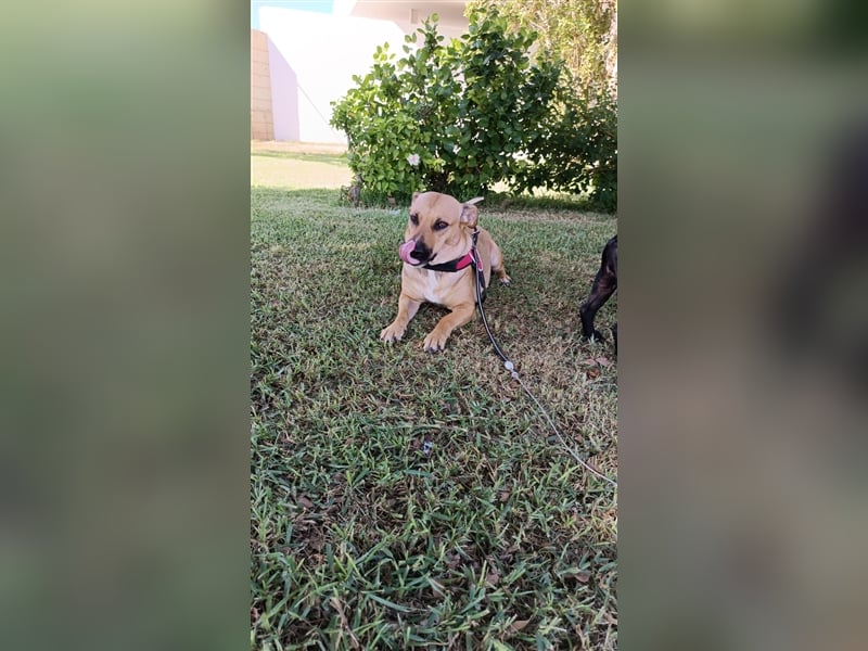 Lila (in Spanien) sucht einfühlsame Menschen