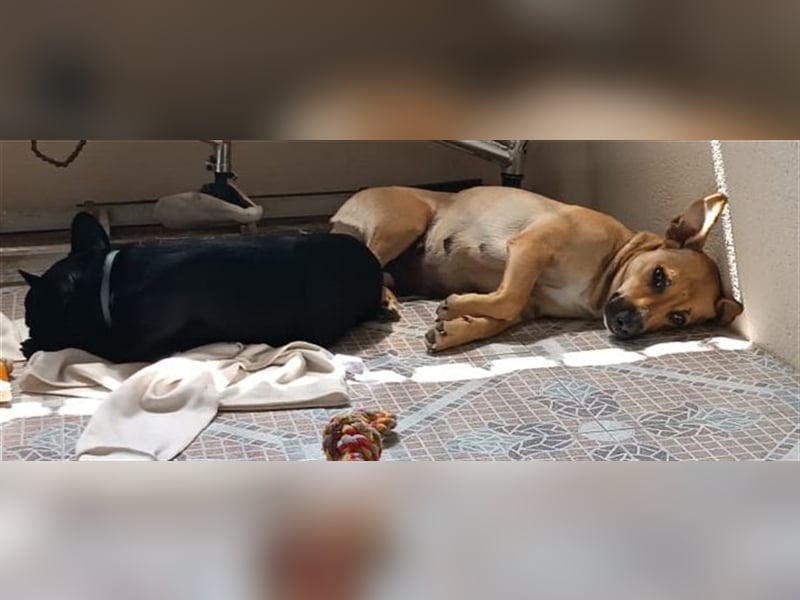 Lila (in Spanien) sucht einfühlsame Menschen