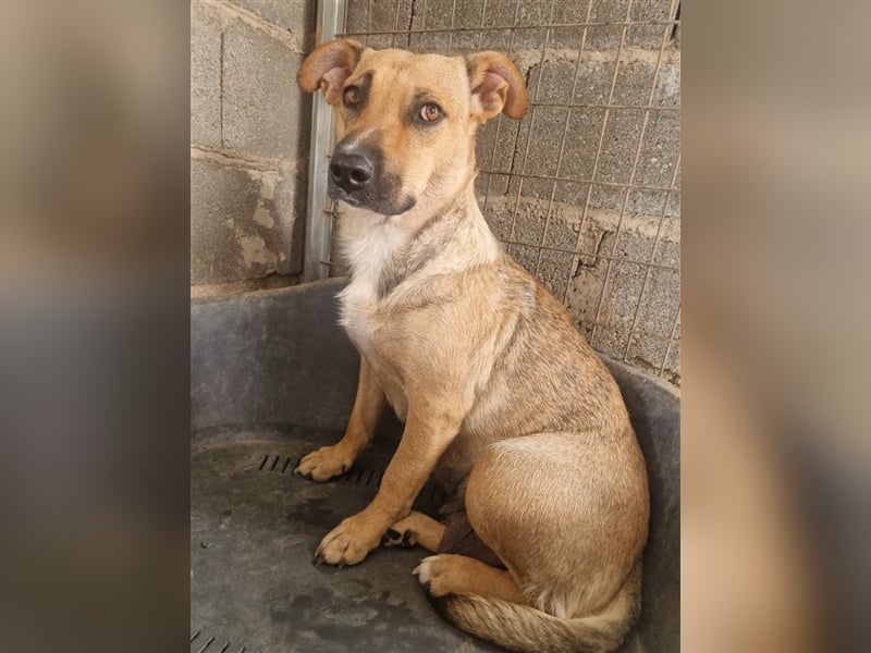 Lila (in Spanien) sucht einfühlsame Menschen