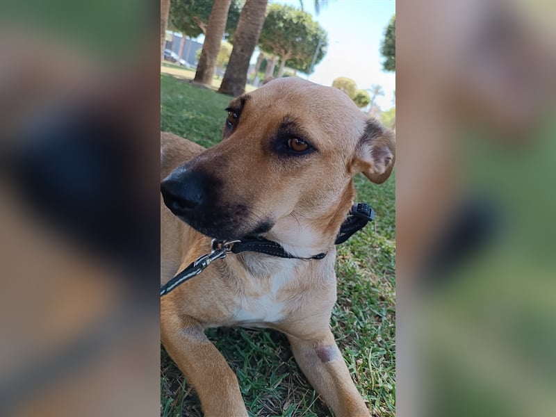 Lila (in Spanien) sucht einfühlsame Menschen