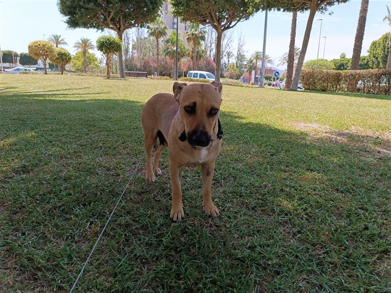 Lila (in Spanien) sucht einfühlsame Menschen