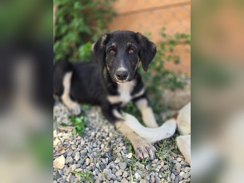 Felia - sucht noch ihre Familie