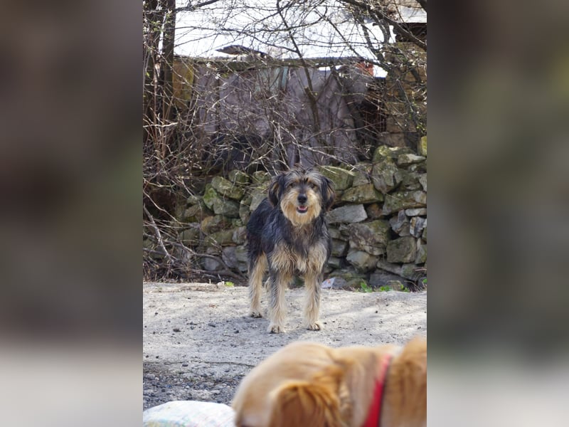 Cinnamon - 76661 Huttenheim