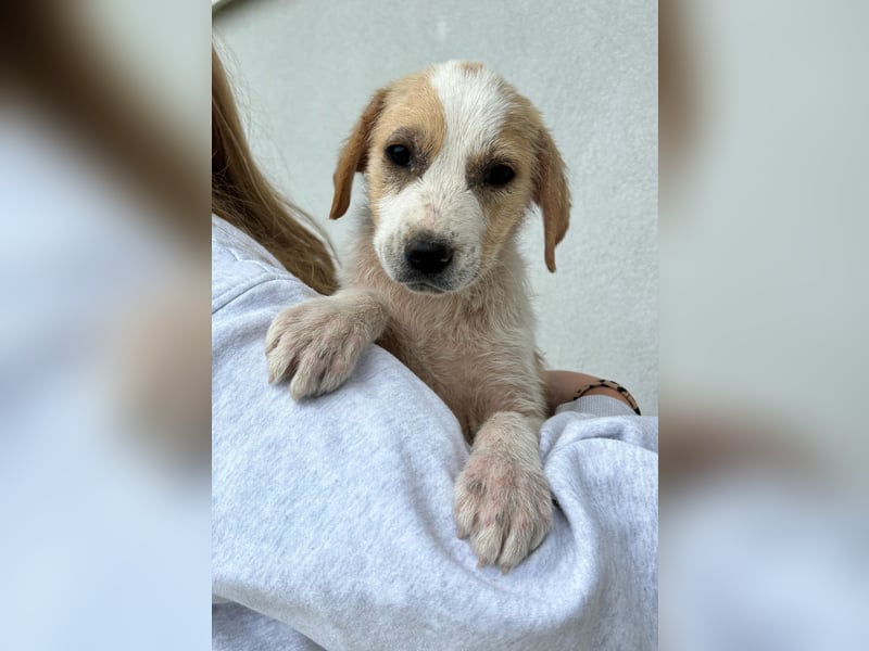 Greta - menschenbezogenes Mädchen