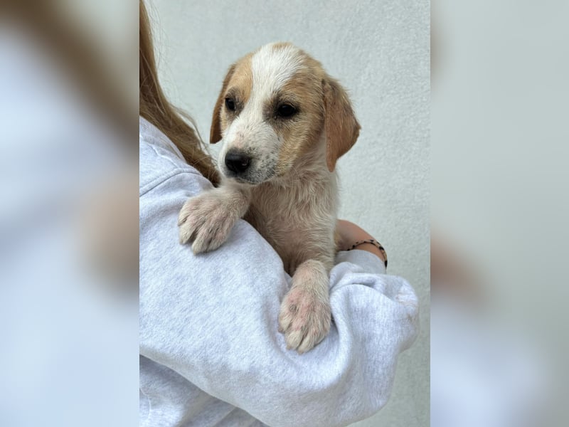 Greta - menschenbezogenes Mädchen