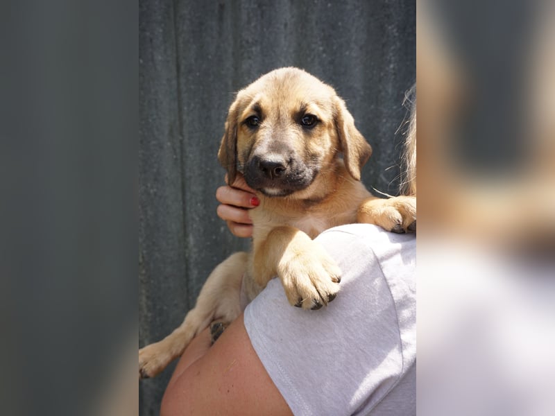 Ronja- Kulleraugen auf vier Pfoten