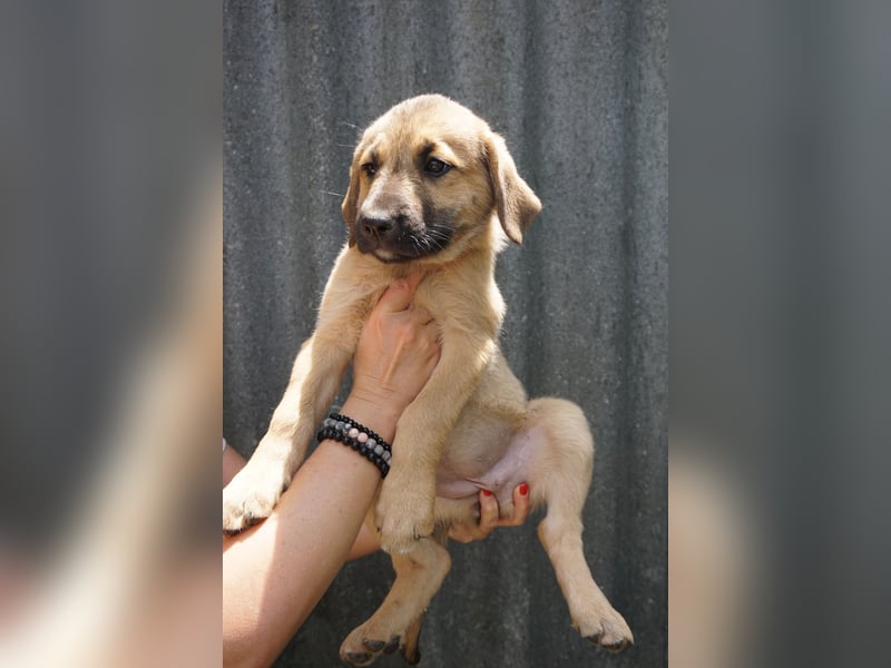 Ronja- Kulleraugen auf vier Pfoten
