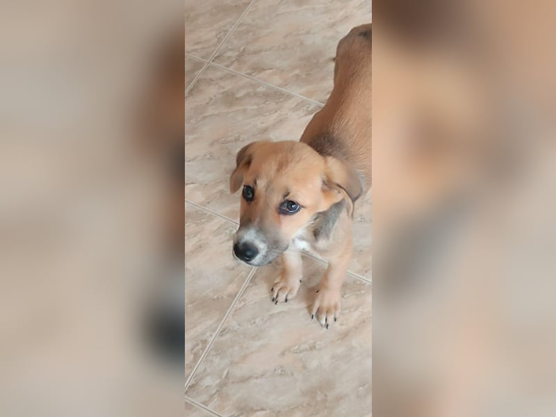 Ciana - Junghund sucht Happy End