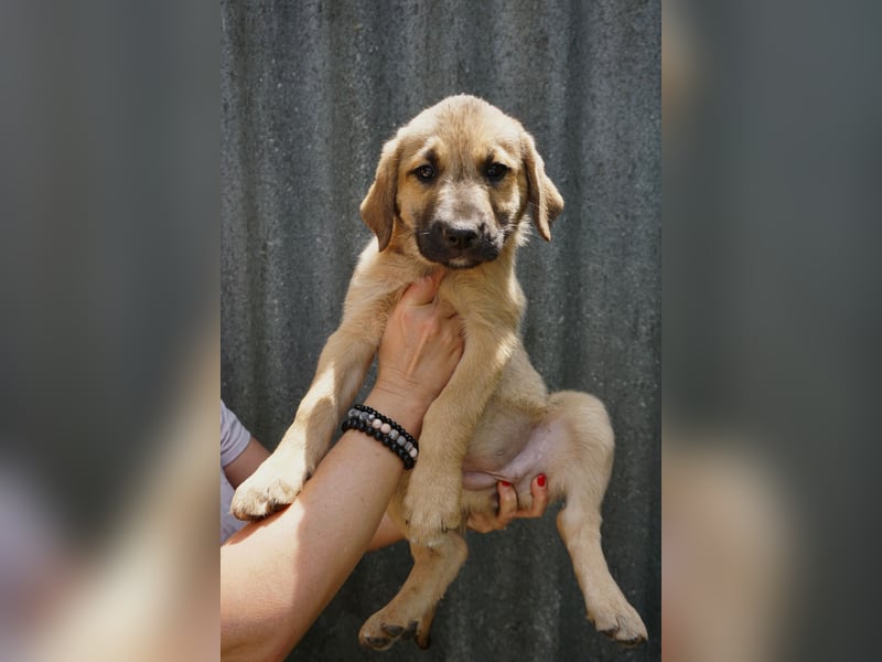 Ronja- Kulleraugen auf vier Pfoten