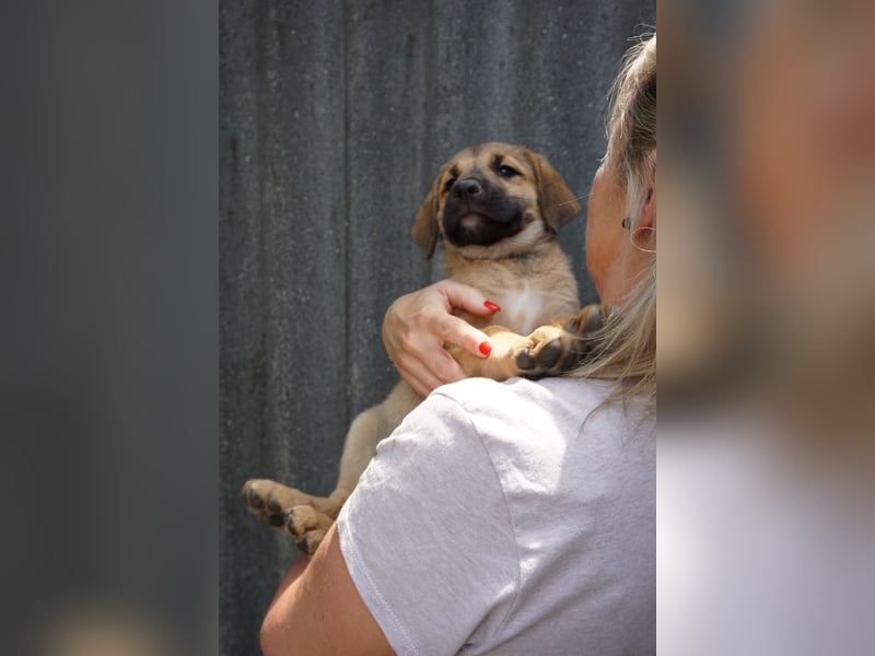 Ronja- Kulleraugen auf vier Pfoten