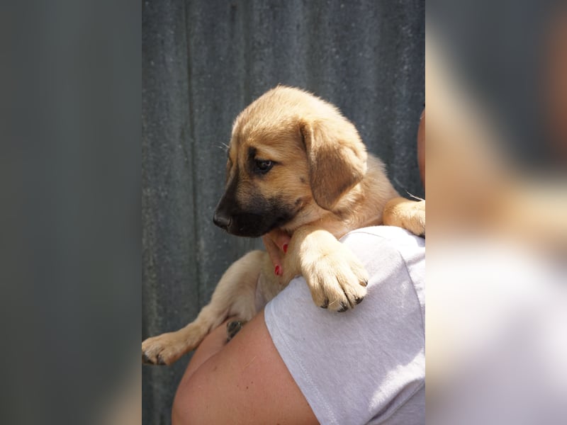 Ronja- Kulleraugen auf vier Pfoten