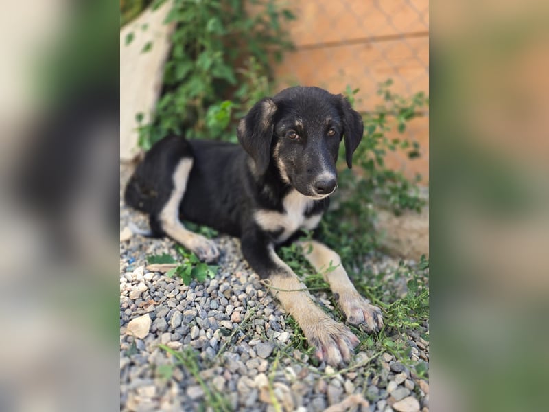 Felia - sucht noch ihre Familie