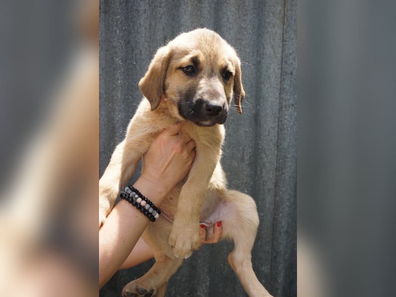 Ronja- Kulleraugen auf vier Pfoten