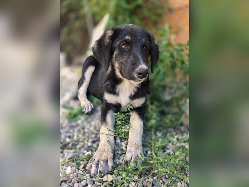 Felia - sucht noch ihre Familie