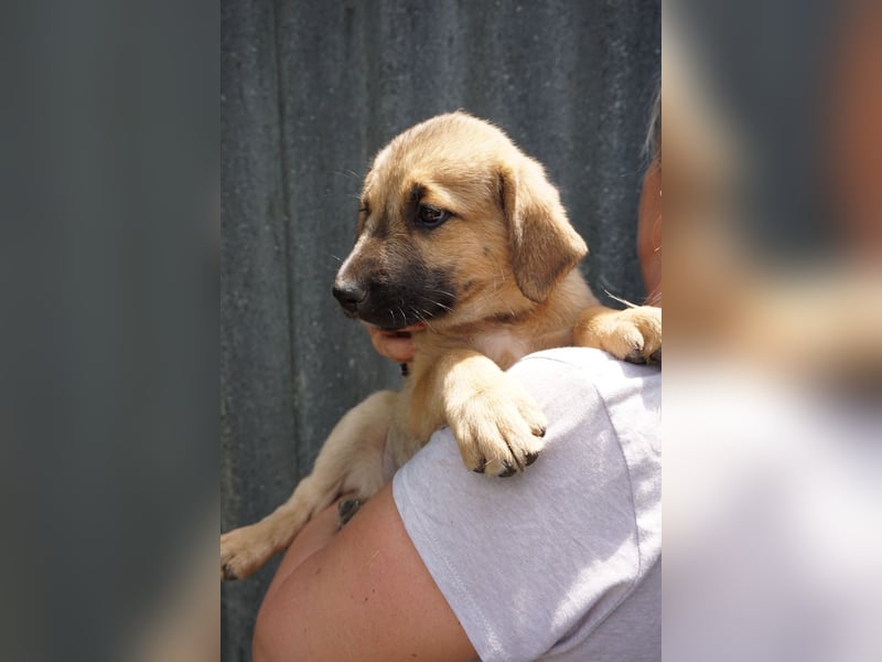 Ronja- Kulleraugen auf vier Pfoten
