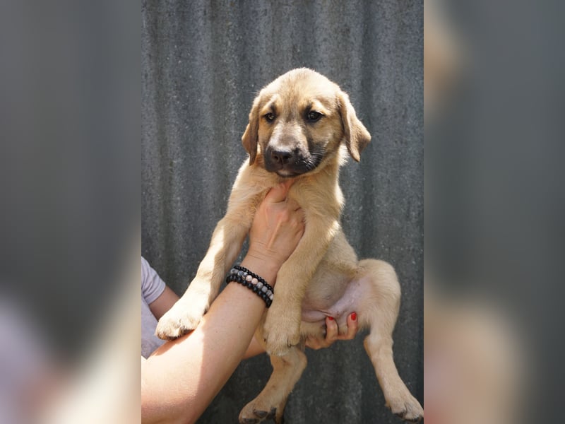 Ronja- Kulleraugen auf vier Pfoten