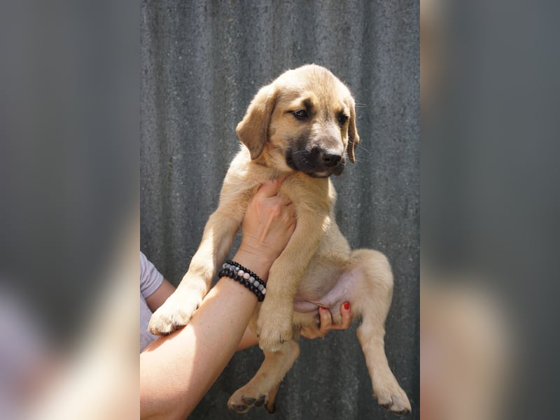 Ronja- Kulleraugen auf vier Pfoten