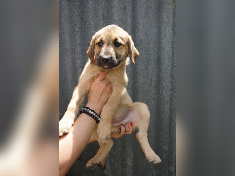 Ronja- Kulleraugen auf vier Pfoten