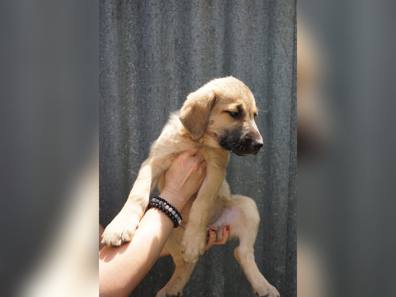 Ronja- Kulleraugen auf vier Pfoten