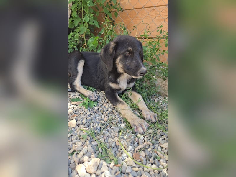 Felia - sucht noch ihre Familie