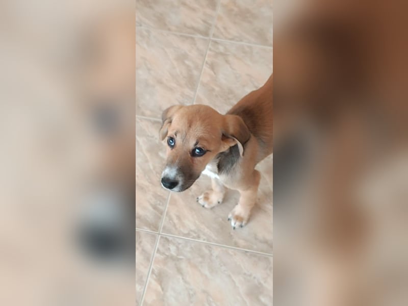Ciana - Junghund sucht Happy End