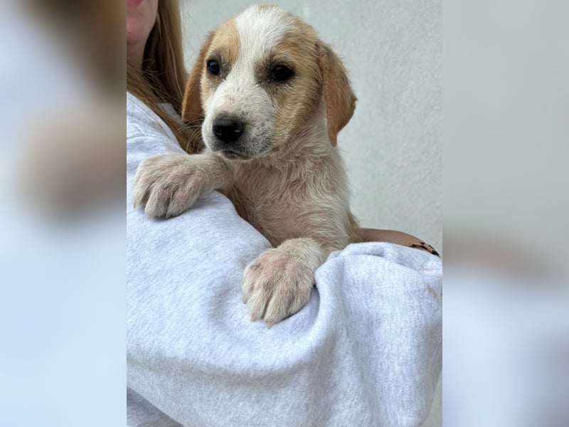 Greta - menschenbezogenes Mädchen