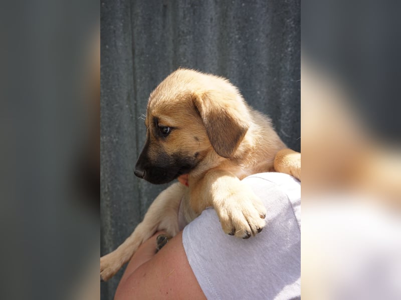 Ronja- Kulleraugen auf vier Pfoten