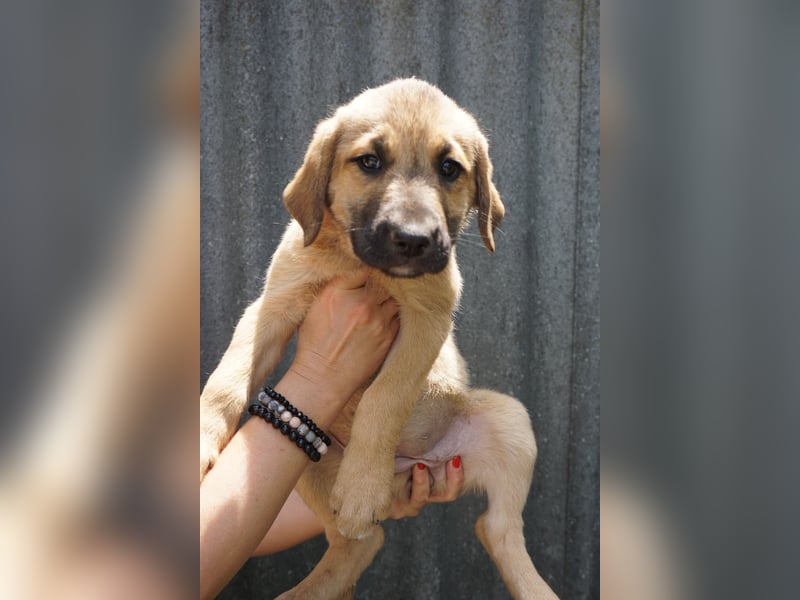 Ronja- Kulleraugen auf vier Pfoten