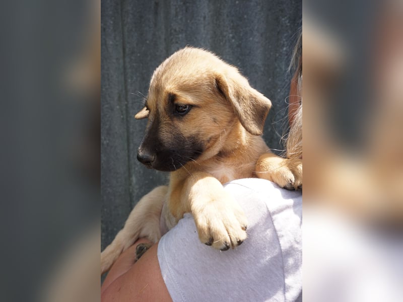 Ronja- Kulleraugen auf vier Pfoten