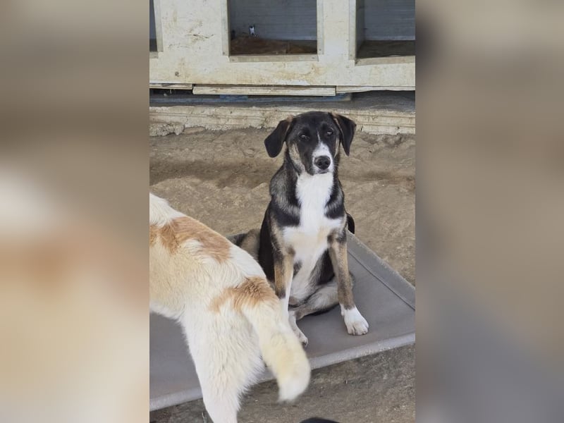 Wilma wünscht sich eine tolle Familie!